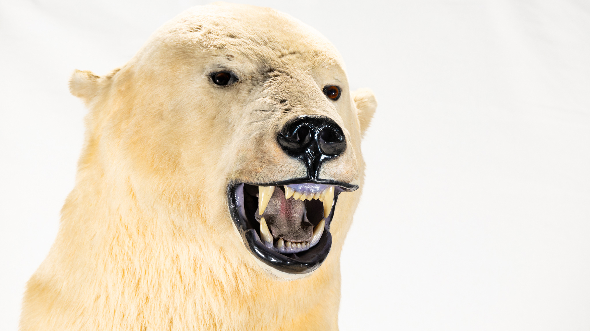 Polar bear.