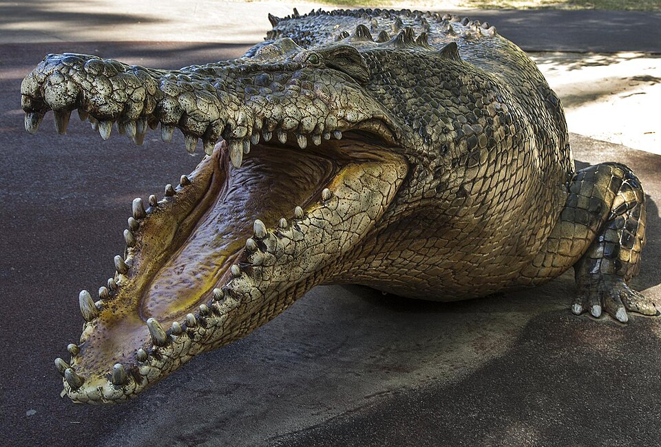 File:Australia Zoo Cameron the Crocodile-1 (18151867606).jpg