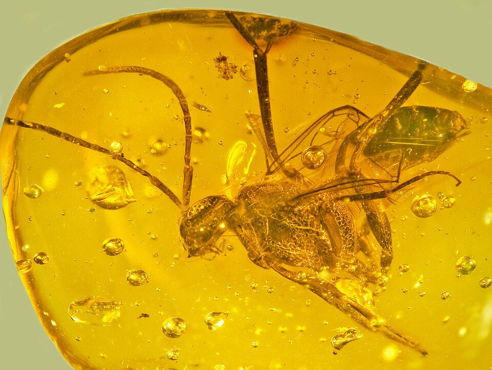 File:Ensign wasp amber.jpg