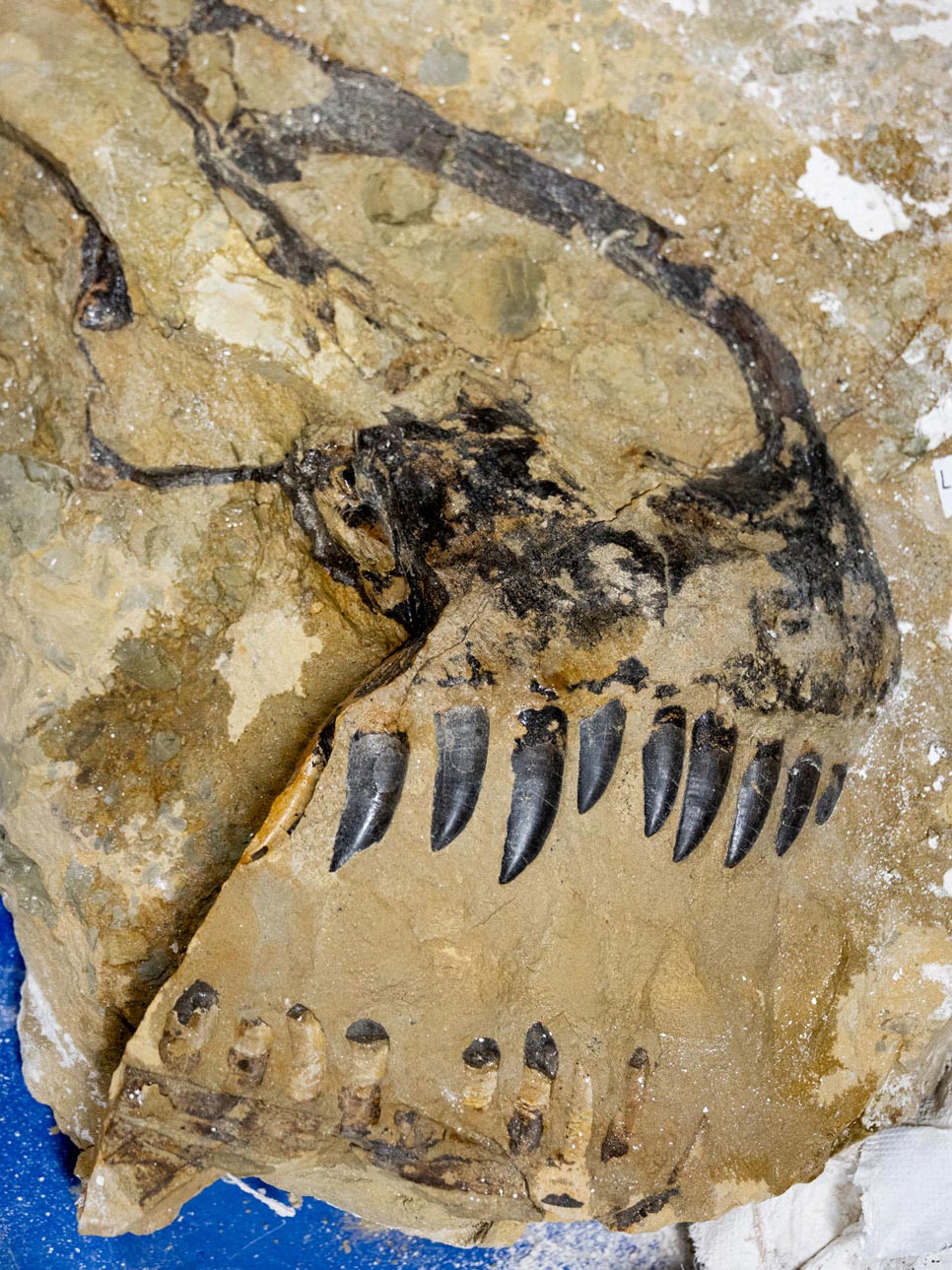Fossil of Allosaurus snout surrounded by matrix.