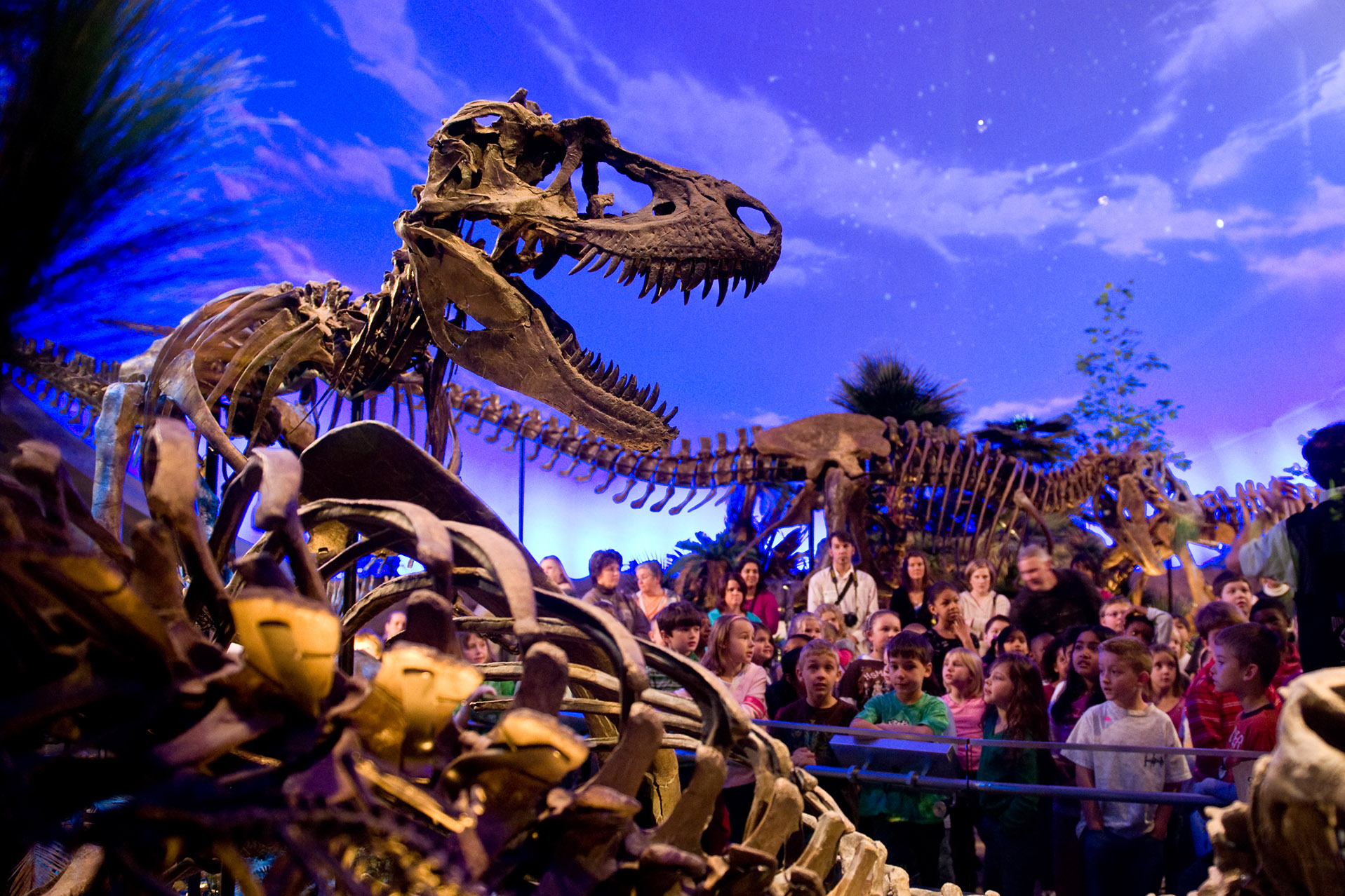 Crowd looking at Tyrannosaurus rex in Dinosphere.
