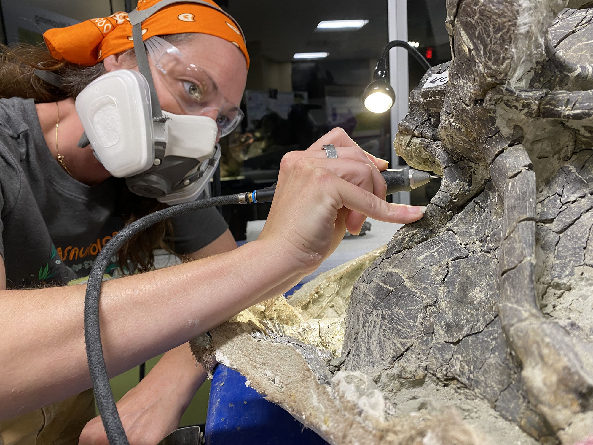 Staff member cleaning fossil.