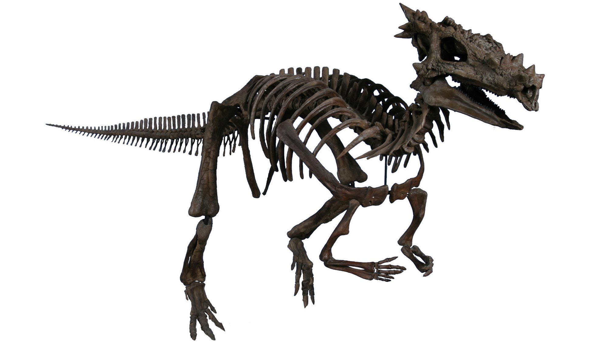 Dracorex hogwartsia fossil.