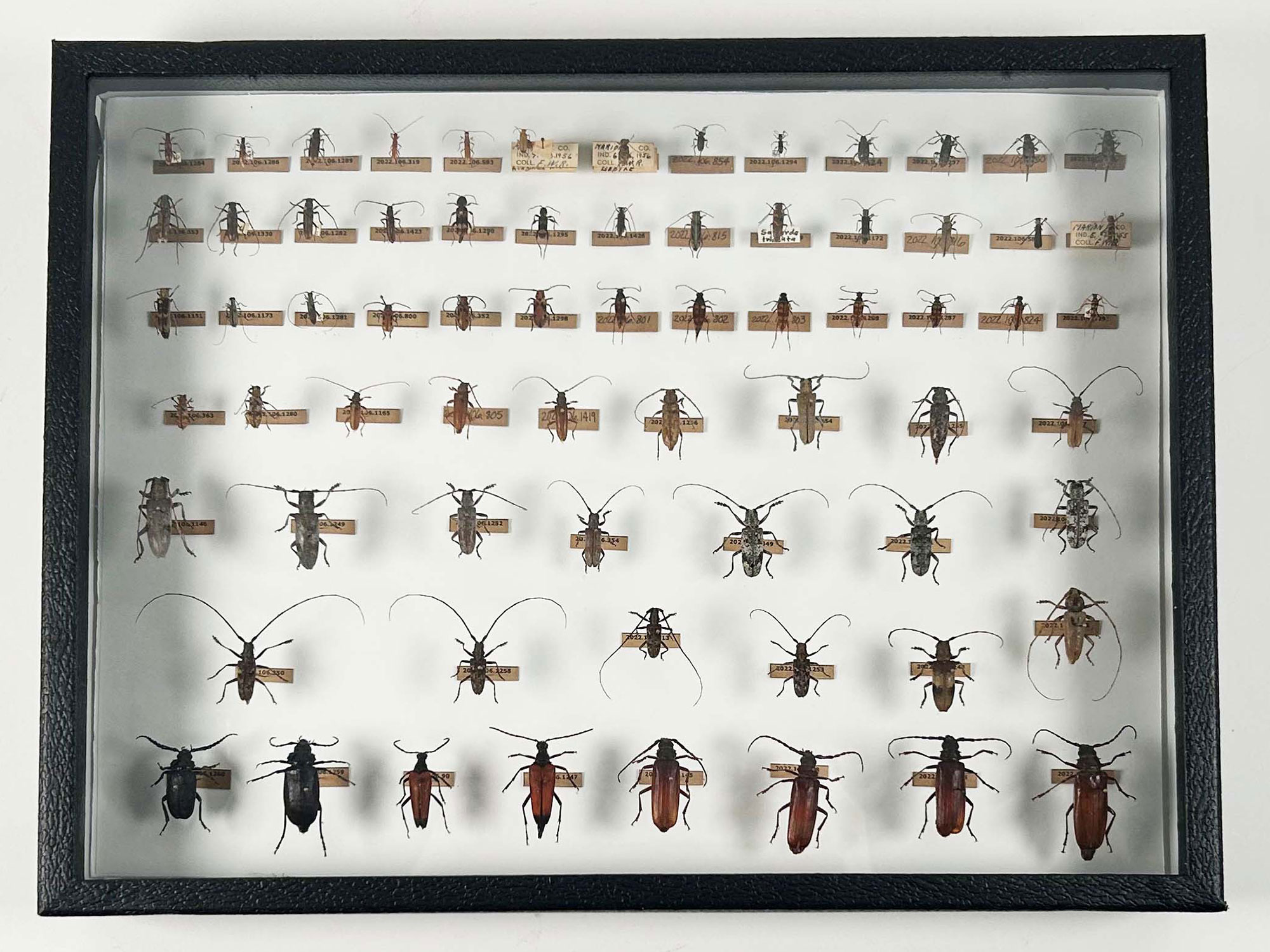 Marsfield Indiana Insect Collection