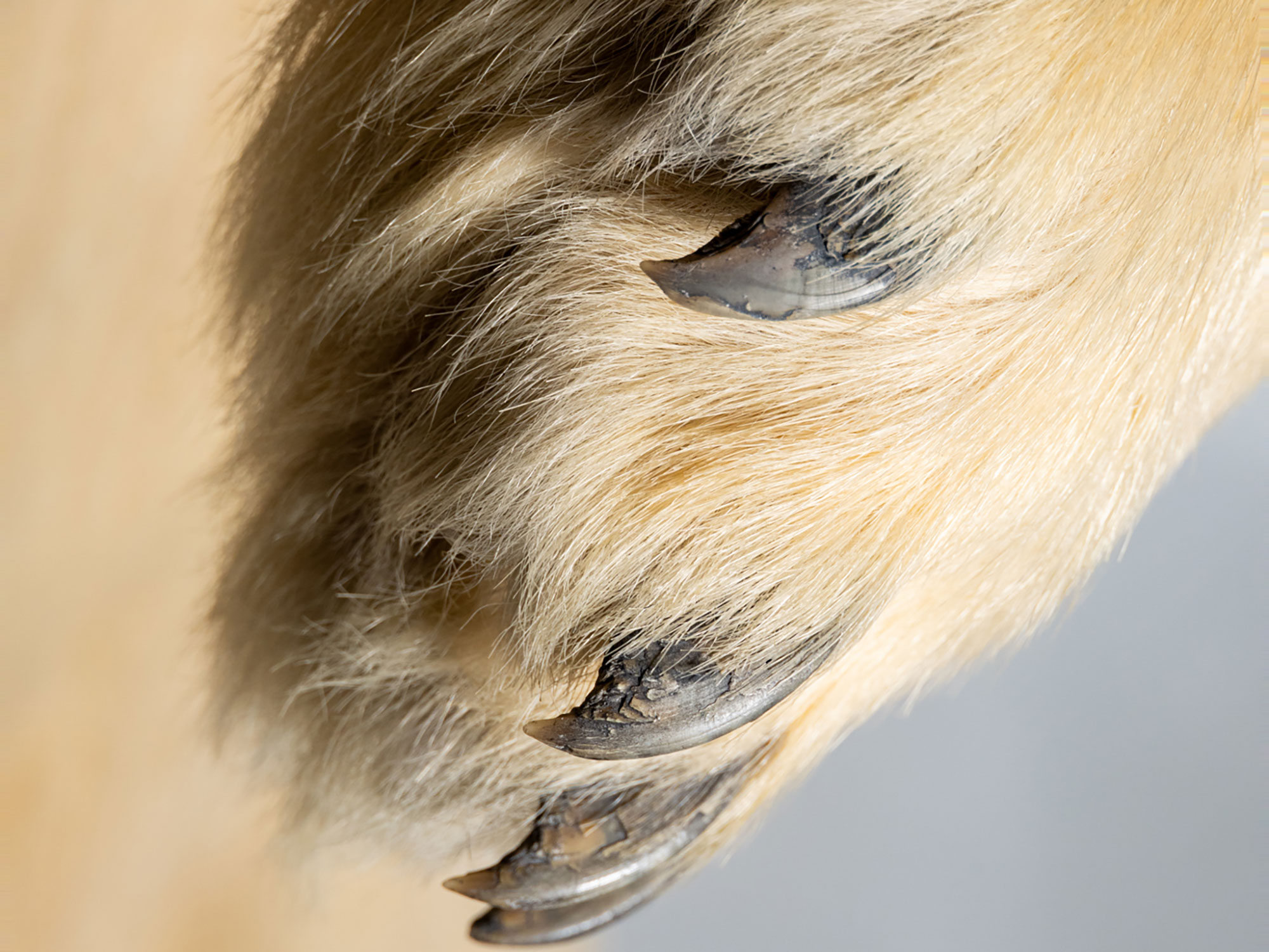 Martimus polar bear